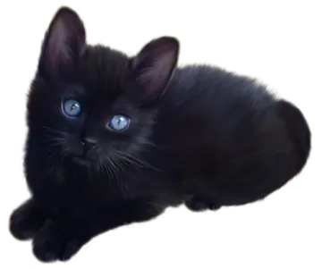 a black kitten with blue eyes laying down