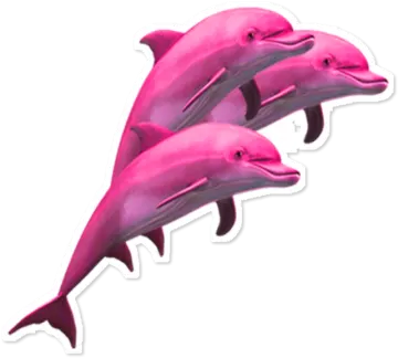 three pink dolphins stickers