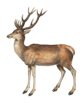 a drawing of a deer