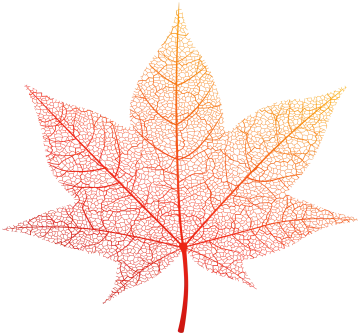 an image of a maple leaf