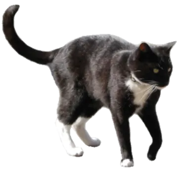 a black and white cat