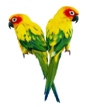 two parrots sitting on top of each other birds