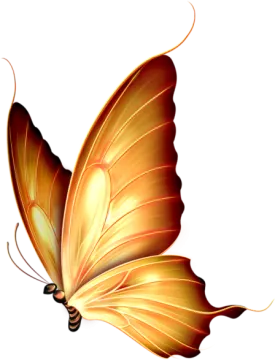 an orange butterfly on a white background