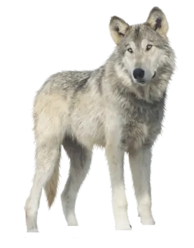 a wolf standing in front of a white background