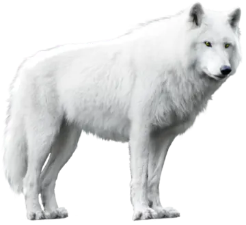 an illustration of a white wolf