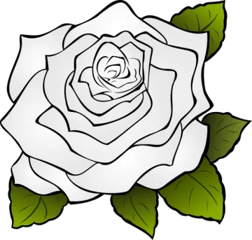 a white rose with green leaves