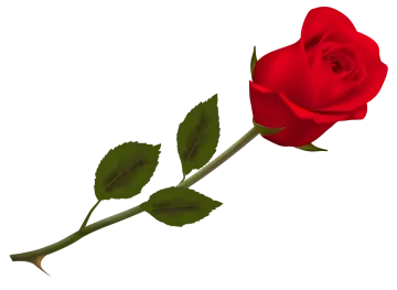 a single red rose on a white background