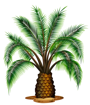 a palm tree on a white background