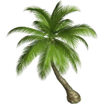 a palm tree on a white background