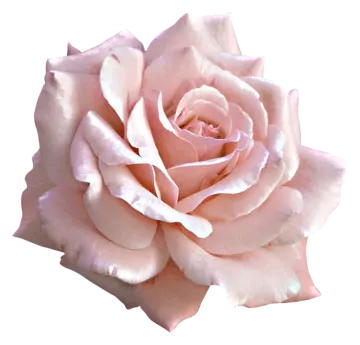 a pink rose on a white background