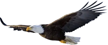 an eagle flying in the air with its wings spread
