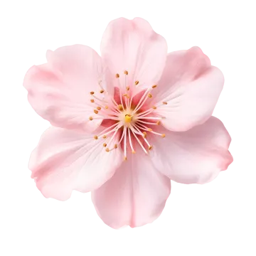 a pink flower on a white background