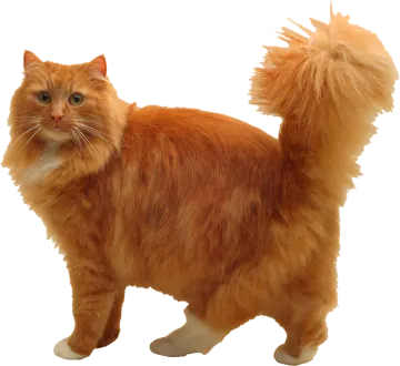 an orange cat standing on a white background