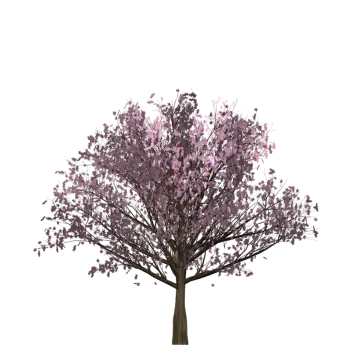 a tree with purple leaves on it