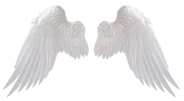 two white wings on a white background