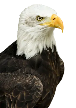 a close up of a bald eagle against a white background