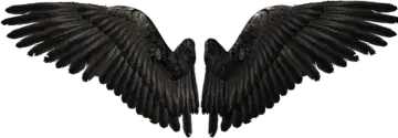 a pair of black wings