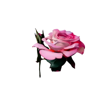 a pink rose on a white background