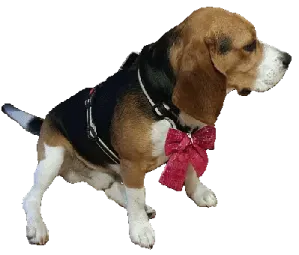 a small dog wearing a red bow tie