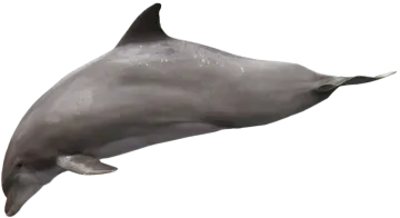 a dolphin jumping out of the water