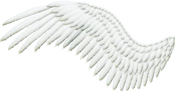 a white wing with long, curved wings