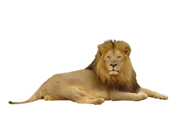 a lion laying down on the ground