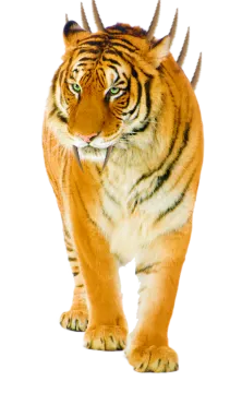 a tiger walking on a white background