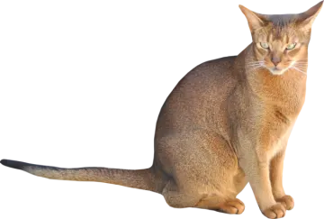 the cat is sitting