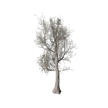 an olive tree on a white background