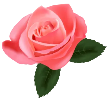 a pink rose on a white background