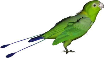 a green and blue parrot standing on a white background
