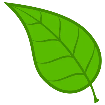 a green leaf on a white background