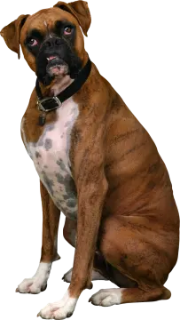a brown and white dog sitting on the ground