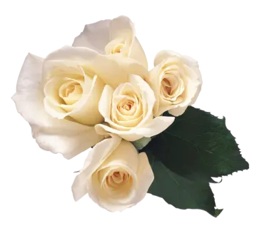 a bunch of white roses on a white background