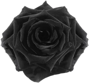 a black rose flower on a white background