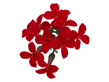 a red flower on a white background