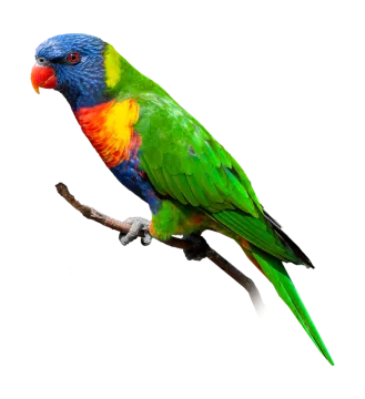 a colorful bird perched on a tree branch