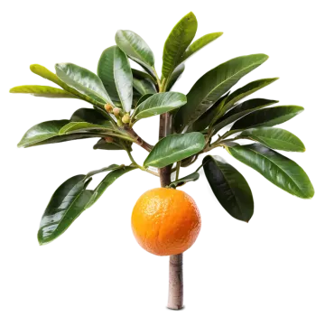 an orange tree with green leaves on it