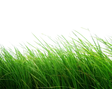 green grass on a white background