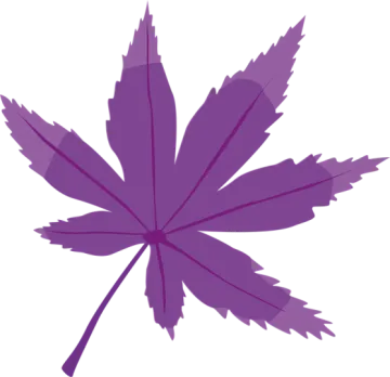 a purple maple leaf