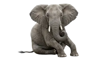 an elephant sitting on the ground with its trunk up
