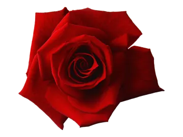 a red rose on a white background