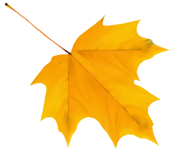 a yellow maple leaf on a white background