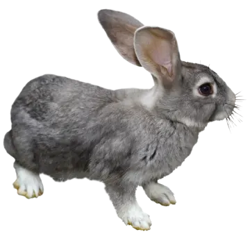 a gray and white rabbit on a white background