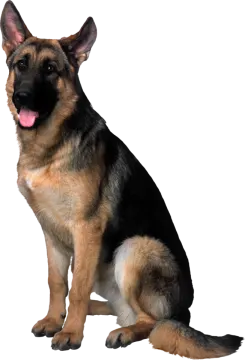 a german shepherd dog sitting on a white background