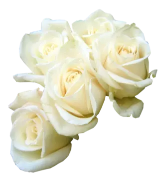 three white roses on a white background
