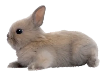 a small rabbit is laying down on the ground