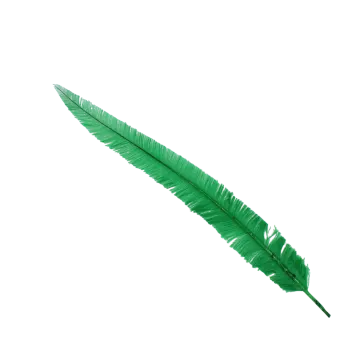 a green feather on white background