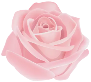 a pink rose on a white background