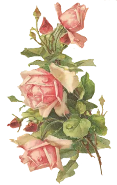 a bunch of pink roses with green leaves